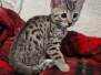 Tomo Egyptian Mau Bonze Male #3 DOB 8-10-21