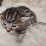 Mau bronze Male kitten DOB 8/10/21