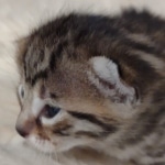 Mau bronze Male kitten DOB 8/10/21