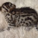 Mau bronze Male kitten DOB 8/10/21