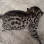 Mau bronze Male kitten DOB 8/10/21