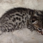 Mau bronze Male kitten DOB 8/10/21