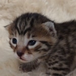 Mau bronze Male kitten DOB 8/10/21