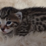 Mau bronze Male kitten DOB 8/10/21