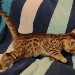 Mau bronze Male kitten DOB 8/10/21