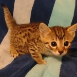 Mau bronze Male kitten DOB 8/10/21