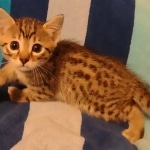 Mau bronze Male kitten DOB 8/10/21