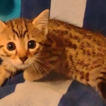 Mau bronze Male kitten DOB 8/10/21