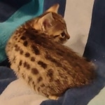 Mau bronze Male kitten DOB 8/10/21