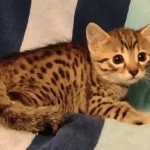 Mau bronze Male kitten DOB 8/10/21