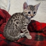 Mau bronze Male kitten DOB 8/10/21