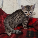 Mau bronze Male kitten DOB 8/10/21