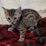 Mau bronze Male kitten DOB 8/10/21