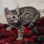 Mau bronze Male kitten DOB 8/10/21