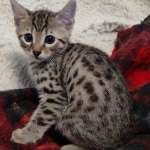 Mau bronze Male kitten DOB 8/10/21