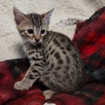 Mau bronze Male kitten DOB 8/10/21