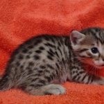 Mau bronze Male kitten DOB 8/10/21