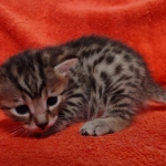Mau bronze Male kitten DOB 8/10/21