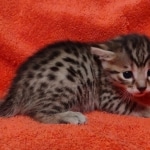 Mau bronze Male kitten DOB 8/10/21