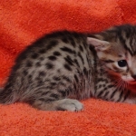 Mau bronze Male kitten DOB 8/10/21