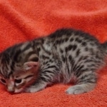 Mau bronze Male kitten DOB 8/10/21