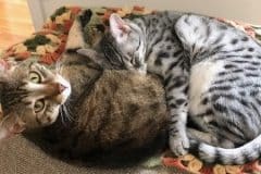 Bhanu Egyptian Mau, Bronze female #1 DOB 1/22/17