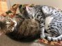 Bhanu Egyptian Mau, Bronze female #1 DOB 1/22/17