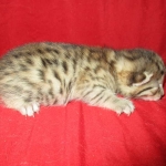 Egyptian Mau, Bronze Female DOB 1-22-17