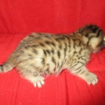 Egyptian Mau, Bronze Female DOB 1-22-17