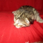 Egyptian Mau, Bronze Female DOB 1-22-17