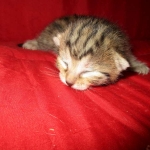 Egyptian Mau, Bronze Female DOB 1-22-17