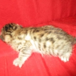 Egyptian Mau, Bronze Female DOB 1-22-17