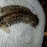 Egyptian Mau, Bronze Female DOB 1-22-17