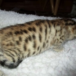 Egyptian Mau, Bronze Female DOB 1-22-17