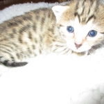 Egyptian Mau, Bronze Female DOB 1-22-17