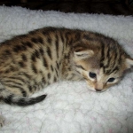 Egyptian Mau, Bronze Female DOB 1-22-17