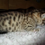 Egyptian Mau, Bronze Female DOB 1-22-17