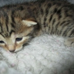 Egyptian Mau, Bronze Female DOB 1-22-17