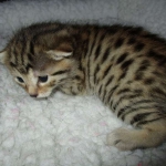 Egyptian Mau, Bronze Female DOB 1-22-17