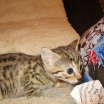 Bhanu, Egyptian Mau, Bronze Female DOB 1-22-17