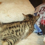 Bhanu, Egyptian Mau, Bronze Female DOB 1-22-17