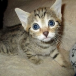 Bhanu, Egyptian Mau, Bronze Female DOB 1-22-17