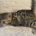 Bhanu, Egyptian Mau, Bronze Female DOB 1-22-17