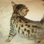 Bhanu, Egyptian Mau, Bronze Female DOB 1-22-17