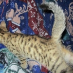 Bhanu, Egyptian Mau, Bronze Female DOB 1-22-17