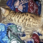 Bhanu, Egyptian Mau, Bronze Female DOB 1-22-17