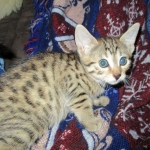 Bhanu, Egyptian Mau, Bronze Female DOB 1-22-17