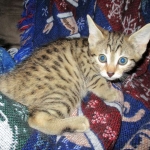 Bhanu, Egyptian Mau, Bronze Female DOB 1-22-17