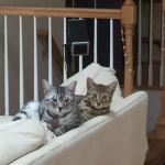 Bhanu, Egyptian Mau, Bronze Female DOB 1-22-17