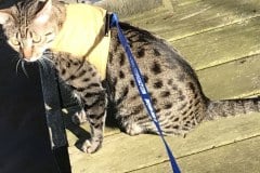 Annie, Egyptian Mau, Bronze, Female, #1 DOB 7-26-17